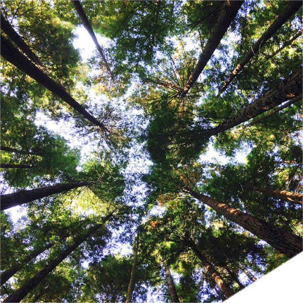 sensibilizacion ambiental